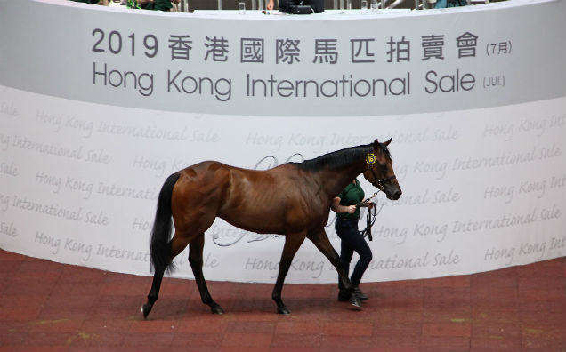 編號16的拍賣馬以四百八十萬港元成交，為今次拍賣會承購價最高的一駒。